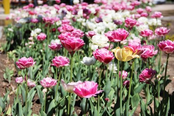 tulips in the city flower bed, selective focus. a lot of tulips in white and pink color