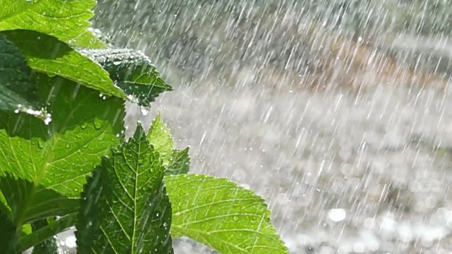 しその葉に水が降り注ぐ様子をスーパースローで動画撮影