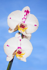 Fototapeta na wymiar Flowers white orchids.