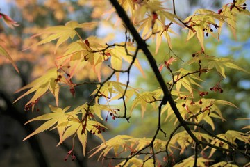 Maple　紅葉　枝　葉