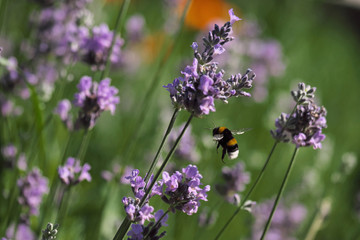 Big bumblebee flies over a lavender flower