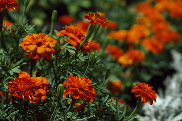 marigold computer wallpaper