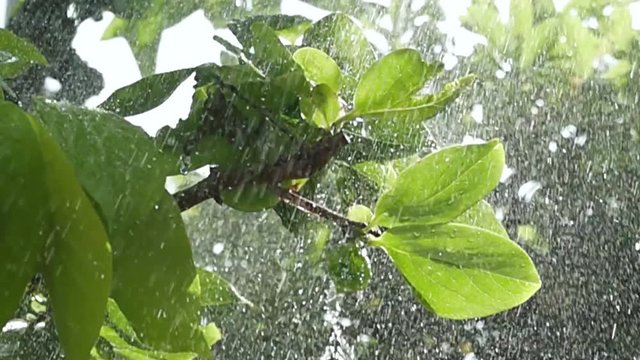 Super slow shooting video of water falling on the persimmon leaf
