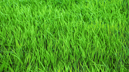 A green fresh herb background, a blank for design_