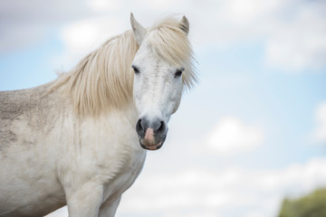 Obraz na płótnie Canvas Portrait of a white pony horse with beautiful mane in nature. Horizontal. Copyspace. No people.