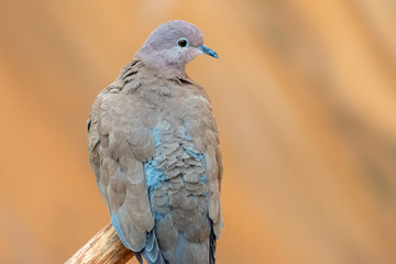 Fototapeta premium A close up of a laughing dove (Spilopelia senegalensis) sits on a ledge in the United Arab Emirates with a soft brown background.