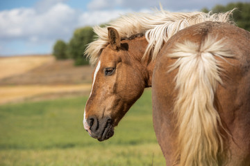 Portrait of a Shetland pony horse with beautiful mane in nature, looking to the side. No people. Horizontal. Copyspace.