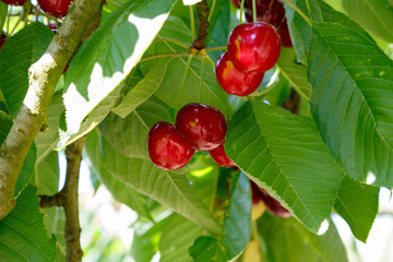 Kirschen - Cherries