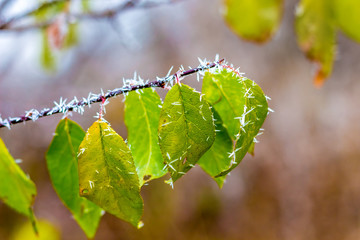 A branch with green leaves, covered with frost, on a blurry background_