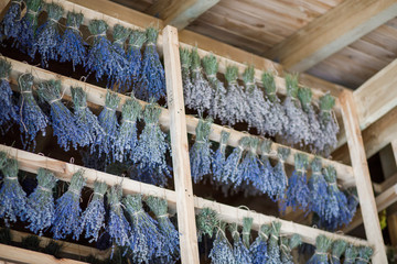 A drying room lavender. Dried bunches of lavender hanging on string.