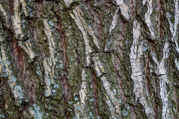Closeup Embossed Tree Bark Texture Background
