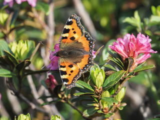 small tortoiseshell (Aglais urticae), feeds on the flower of Alpenrose (Rhododendron ferrugineum)