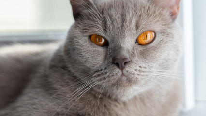 british shorthair cat with blue gray fur laying and looking into the camera