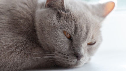 Fototapeta na wymiar british shorthair cat with blue gray fur lying on window sill and sleeping