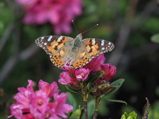 Painted Lady (Vanessa cardui), feeds on the flower of Alpenrose (Rhododendron ferrugineum)