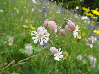silene vulgaris taubenkropf-leimkraut im lechtal vor bunter blumenwiese