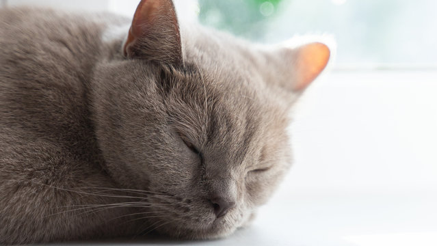 british shorthair cat with blue gray fur sleeping on window sill