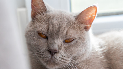 british shorthair cat with blue gray fur lying on window sill and sleeping