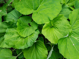 The leaves of burdock large (Arctium lappa L.) in the summer forest.