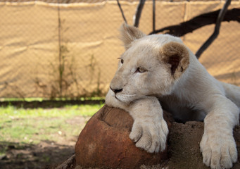 Lion Cub Wildlife