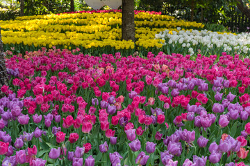 field of pink tulips