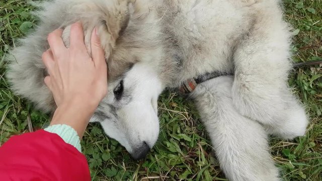 Mobile Phone Video. First Person View. Womans Hand Gentle Stroking A Big Cute Husky Puppy. Affectionate, Gentle And Caring Female Dog Owner Is Walking The Dog Outdoors