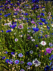 Blumenbeet im Sommer mit vielen bunten Blumen