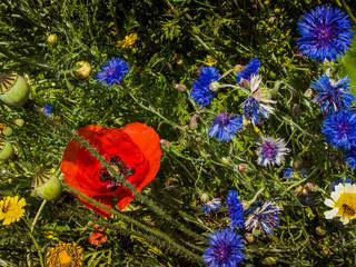 Blumenbeet im Sommer mit vielen bunten Blumen