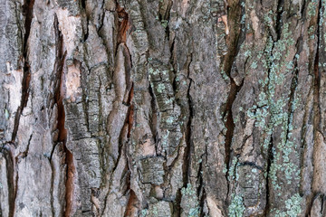 Closeup Embossed Tree Bark Texture Background