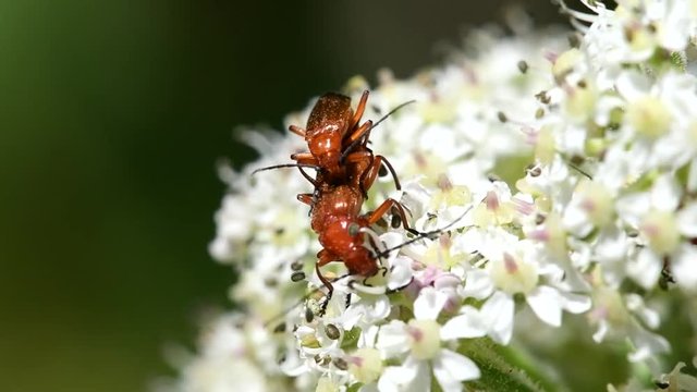 Common Red Soldier Beetle, Soldier Beetle, Rhagonycha fulva