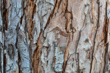 Closeup Embossed Tree Bark Texture Background