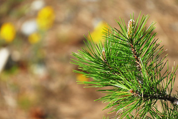 pine branches on blurred bokeh background