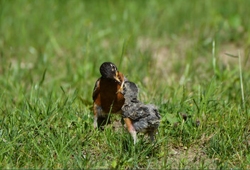 Robin feeding fledgling baby