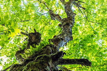 Old tree, Hrb hill, Vepor mountains, Polana, Slovakia © vrabelpeter1