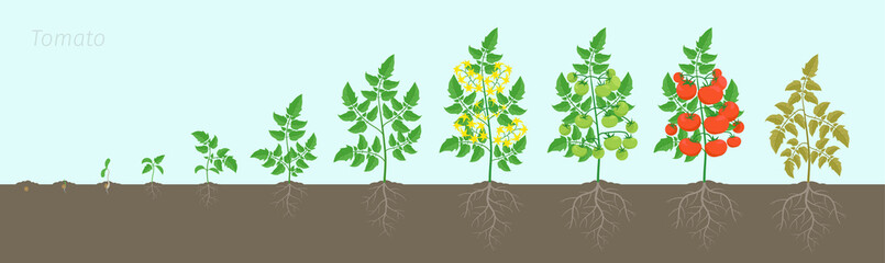Growth stages of Tomato plant. Ripening period. Tomatoes bush harvest on the background of the soil. Root system. Animation progression.