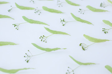 The spring pattern From the buds of the Linden