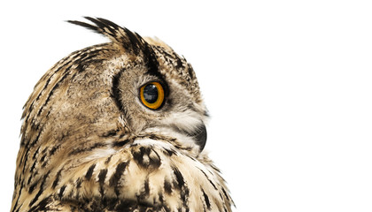 Head of an adult horned owl in profile isolated on white background.