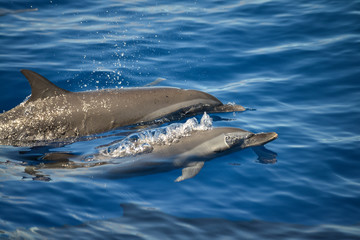 group of dolphins in the Caribbeans oceans 