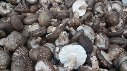 Closeup view of big pile of fresh harvested mushrooms.