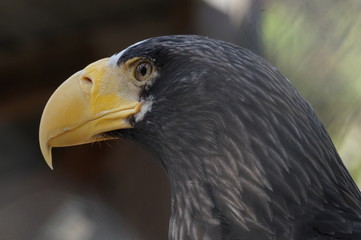 eagle