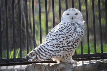  owl