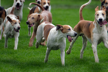 Fox hounds on show at agricultural show.