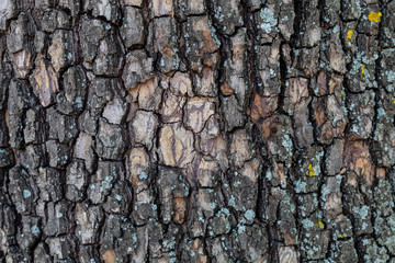 Closeup Embossed Tree Bark Texture Background