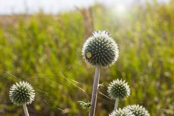 Landscape photo of grass with spider web.