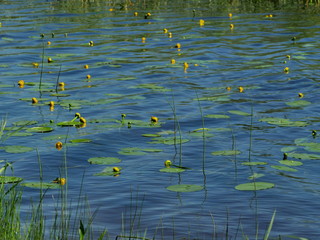 yellow water lily flowers on blue water, nuphar lutea