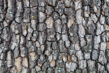Closeup Embossed Tree Bark Texture Background