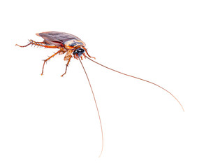 close-up cockroach isolated on white background.