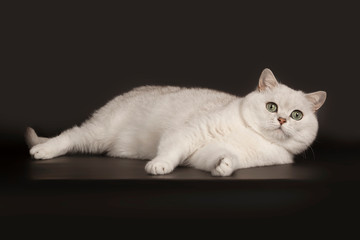 Adorable British breed white cat with magical green eyes lying on isolated black background
