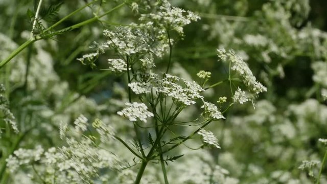 blooming hemlock thickets poisonous plant 