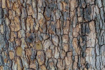 Closeup Embossed Tree Bark Texture Background